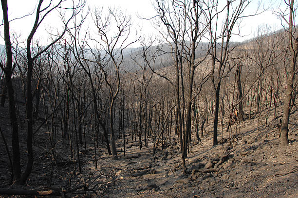 istock Burnt forest two weeks after the 2009 Black Saturday bushfire 472616718