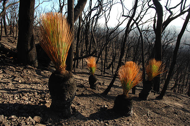 istock Grass trees, Xanthorrhoea australis, sprouting after fire 472616750