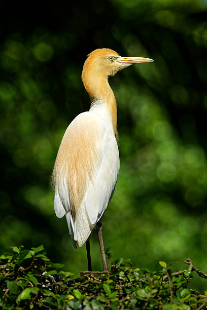carraceiro - egret water bird wildlife nature imagens e fotografias de stock