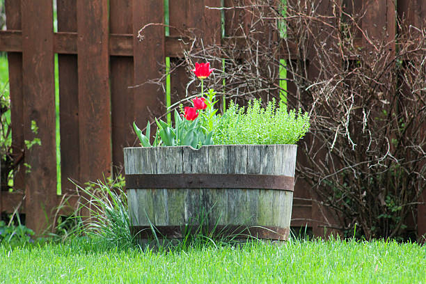 istock Tulip in Wood Barrel 472617220