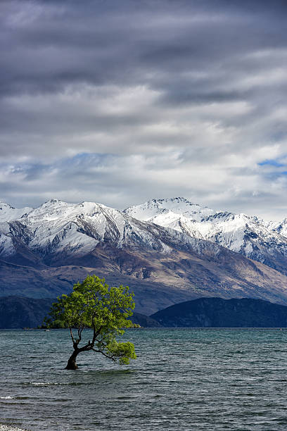 arbre dans le lac wanaka - natural landmark outdoors vertical saturated color photos et images de collection