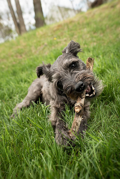 istock Black and Grey Miniature Schnauzer Chewing on a Stick 472617716