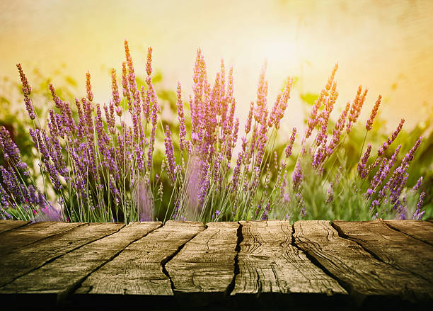 mesa de madera con esencias de lavanda - flower single flower defocused growth fotografías e imágenes de stock