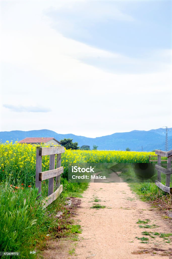 Rural springpath Dirt path beetween spring fields with wooden fences between canola fields. 2015 Stock Photo