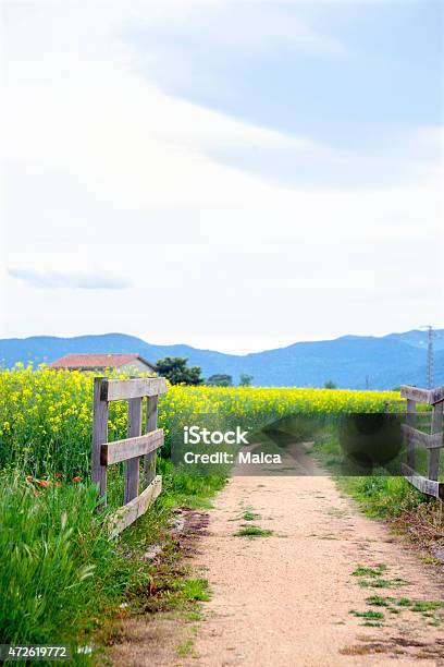 Rural Springpath Stock Photo - Download Image Now - 2015, Canola, Cereal Plant