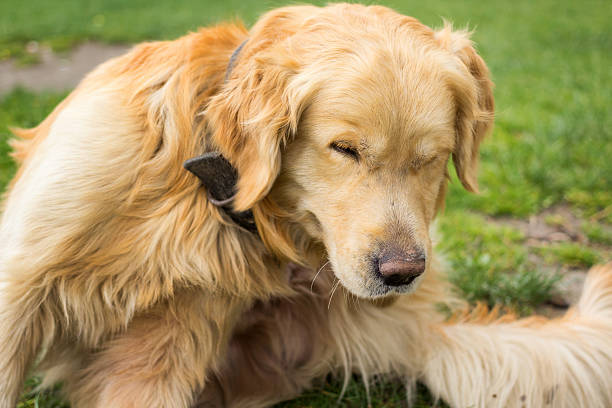 adulto golden retriever di graffiare le pulci - tick dog flea pets foto e immagini stock