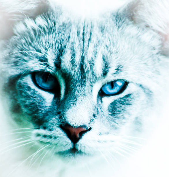 istock Close Up of Cat Face 472623272