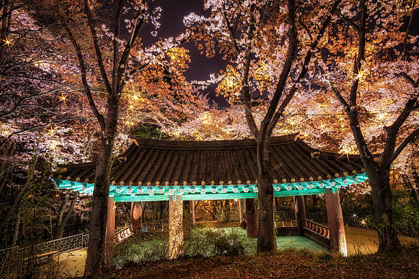 istock korean pagoda among cherry blossoms. 472623370