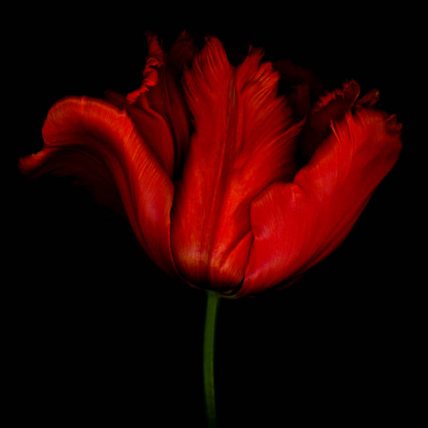 Red parrot tulip isolated against a black background.  Background is solid black which is easily extended for copy space.