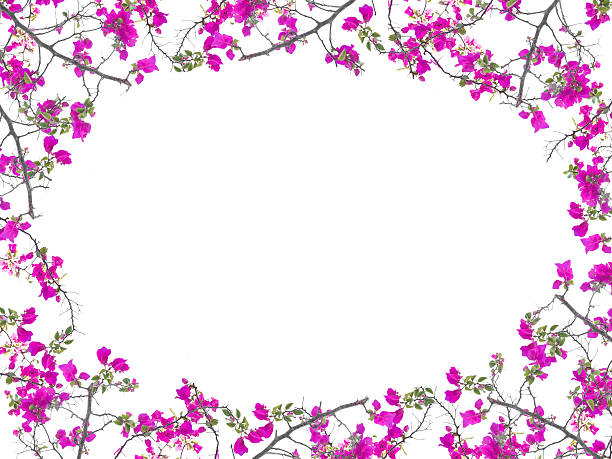 istock Pink Bougainvillea flower frame oval shape 472624280