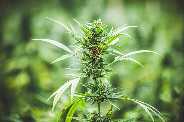 Real marijuana field in Westmoreland, Jamaica.