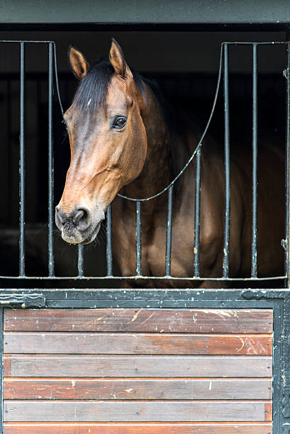 istock Horse Portrait in Stable 472624908