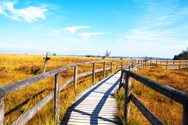 Wooden plank pathway in High Fens (Haute Venn) national park and highmoor in Belgium. Sunny autumn shot.