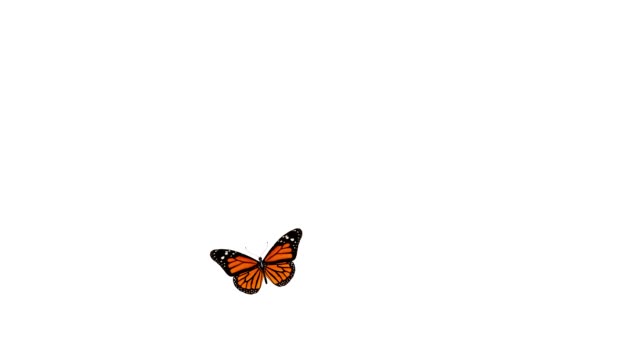 2,999 Butterfly Isolated Stock Videos and Royalty-Free Footage - iStock |  Yellow butterfly isolated, Purple butterfly isolated, Gold butterfly  isolated