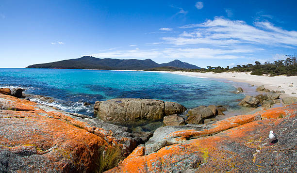 ワイングラスゲッケイジュタスマニアます。 - freycinet national park ストックフォトと画像