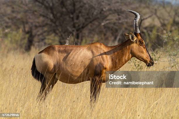 Sassaby Stock Photo - Download Image Now - 2015, Africa, Animal