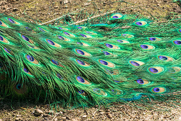istock tail ofa male peacock 472630026