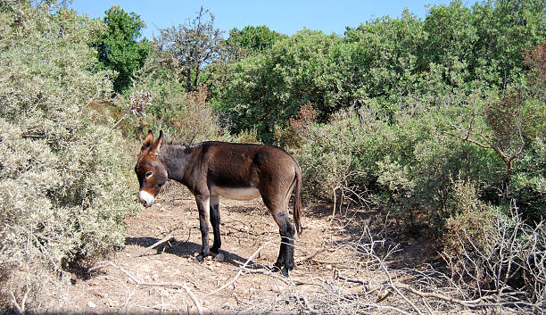 istock brown donkey in the countryside surrounded by green trees 472630046