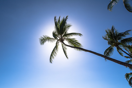 View of a palm tree in backlight in Maui, Hawaii