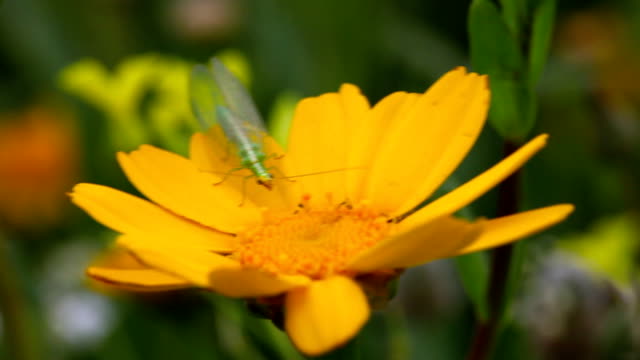 HD:Lacewing and yellow flower close-up