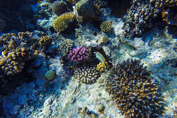 istock red sea underwater coral reef 472633104