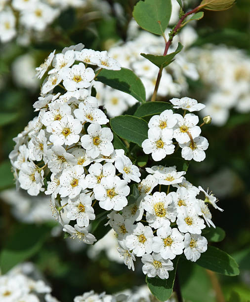 istock White flowers of a bush in springtime 472634408