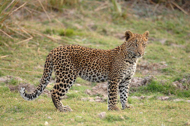 istock Leopard, small female on the ground in open 472634944