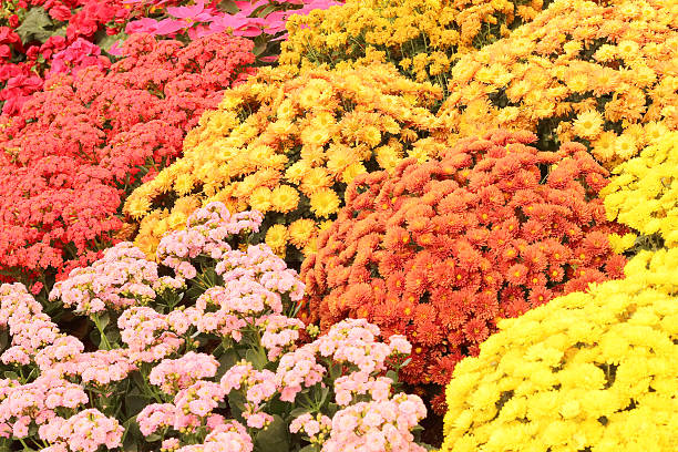 istock Beautiful flowers of chrysanthemums 472635022