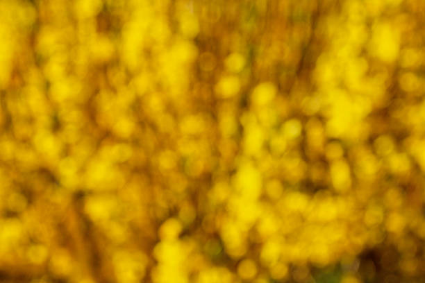 Blurry laburnum Blurry laburnum that can be used as a background bright yellow laburnum flowers in garden golden chain tree image stock pictures, royalty-free photos & images