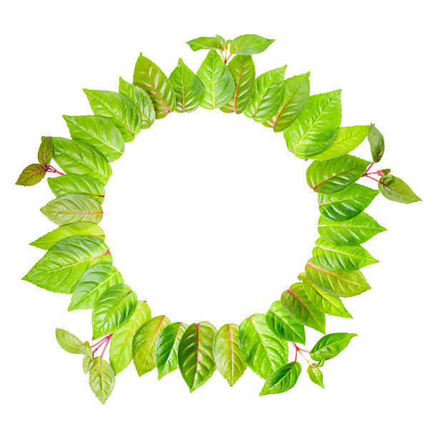 istock round frame of fresh green leaves with twig is isolated 472635202