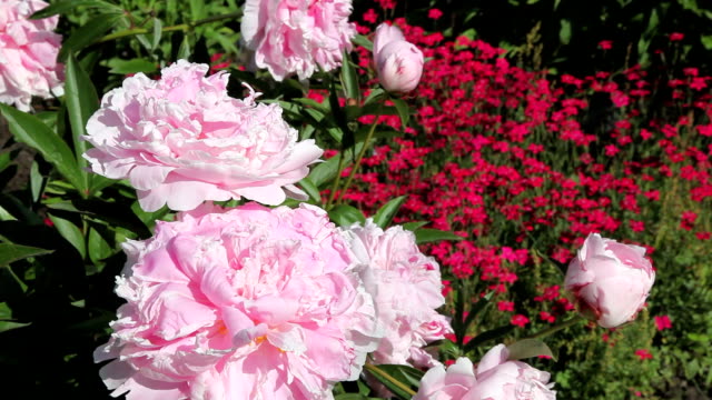 Close Up On Pink Peony Flowers In Summer
