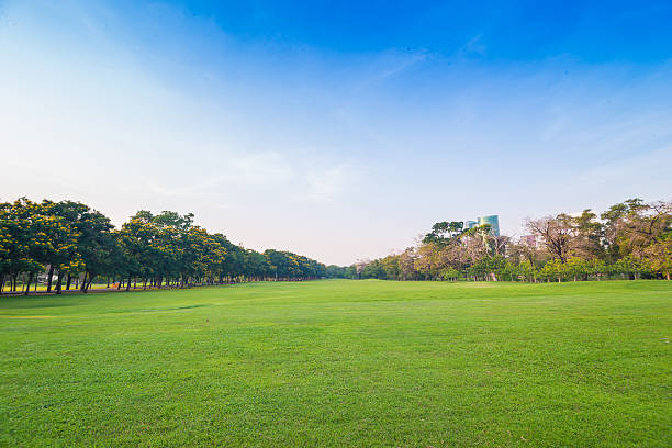 istock Green grass field and tree in city park 472635994