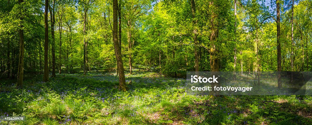Deep in the wild wood verdant green forest clearing panorama Vibrant new green foliage glowing in the warm dappled sunlight of this idyllic forest clearing above the bluebells deep in the wild wood. ProPhoto RGB profile for maximum color fidelity and gamut. 2015 Stock Photo