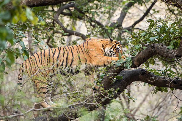 istock Bengal tiger (Panthera tigris tigris) on a tree, wildlife shot 472638982