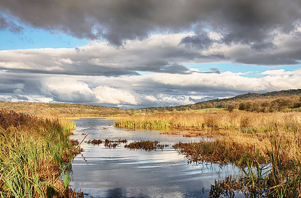 Reeds and water at Leighton Moss, Lancashire