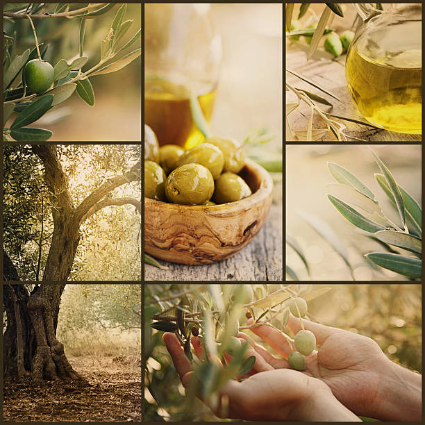 oliven-collage - olive oil salad mediterranean cuisine olive stock-fotos und bilder