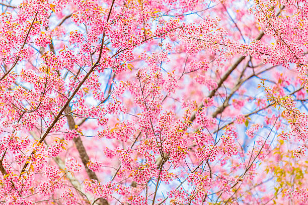 Pink Cherry Blossom stock photo