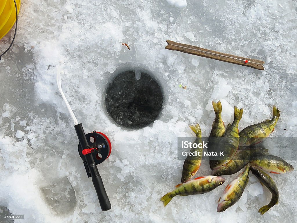 Ice fishing, equipment and catch Ice fishing, equipment and catch of yellow perches Ice Fishing Stock Photo