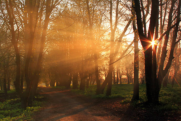 istock Misty dawn in the park in spring 472641480