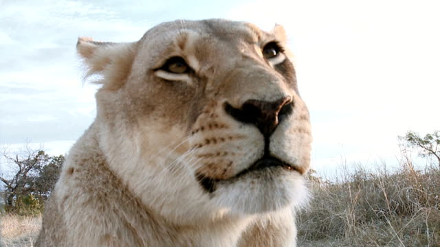 Lioness closeup profile on safari