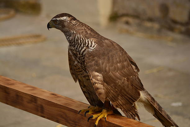 istock Birds of Prey 472645070