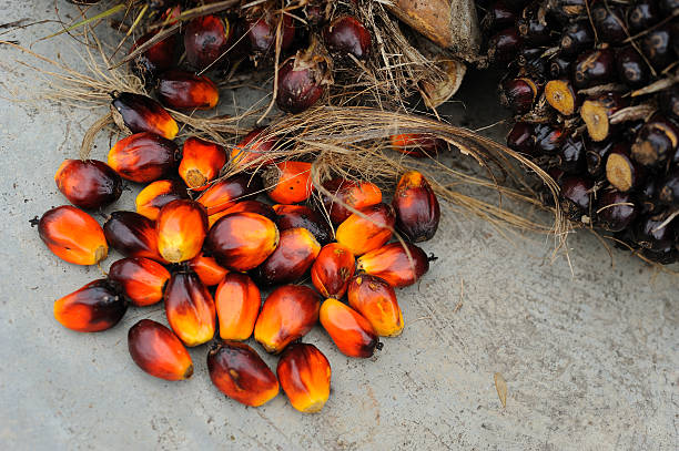 Fresh oil palm fruits stock photo