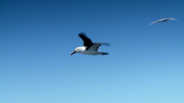 Albatross Soaring Through Blue Sky, Seabird in Flight