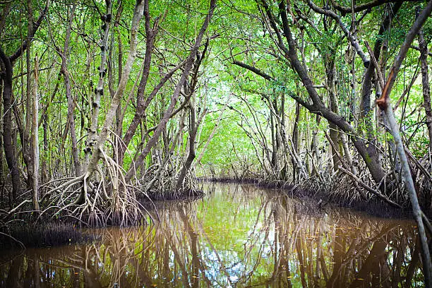 Everglades National Park of Florida, USA, with it scenic wetland swamp landscape. Slow brackish river delta lined with mangrove trees and wetland wildlife, a popular vacation and travel destination for nature and adventure travelers in the southwest of Florida. Photographed in horizontal format in the spring. 