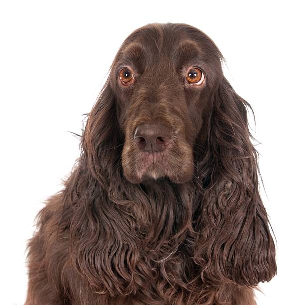 istock Portrait of a Field Spaniel 472651192