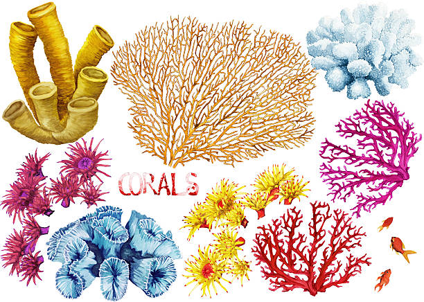 акварельные набор corals - wildlife aquatic beauty in nature tropical climate stock illustrations