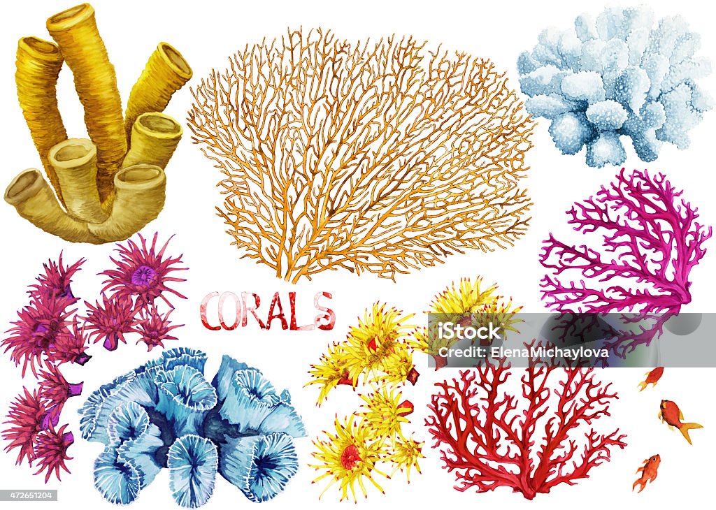 Watercolor corals set Watercolor hand drawn corals on a white background Coral - Cnidarian stock illustration