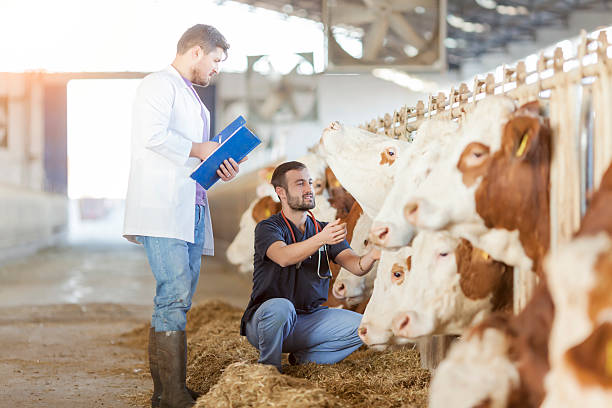 A photograph of a herd of cows being inspected by assessors Vet working in the barn artificial insemination photos stock pictures, royalty-free photos & images