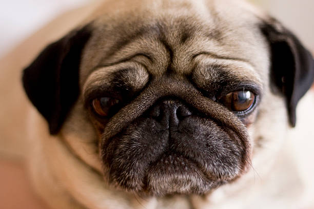 istock Pug dog puppy. Close-up shot 472652504