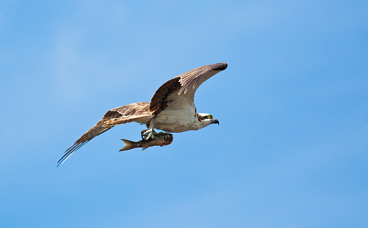 Everglades National Park of Florida, USA. Bird of prey Osprey hunting with its fish catch flying over the swamp wetland lake. Numerous wildlife and birds are common residents of the Everglades of Florida, a popular vacation and travel destination for nature and adventure travels. Photographed in horizontal format with copy space.